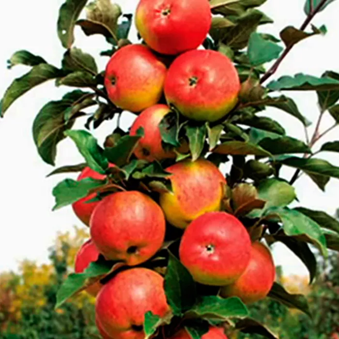 Яблоня колонновидная Валюта С7,5 100-140 ЦО 