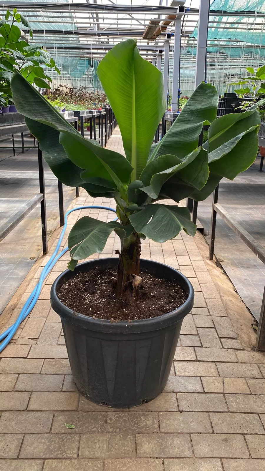 Банан d65 h80-120