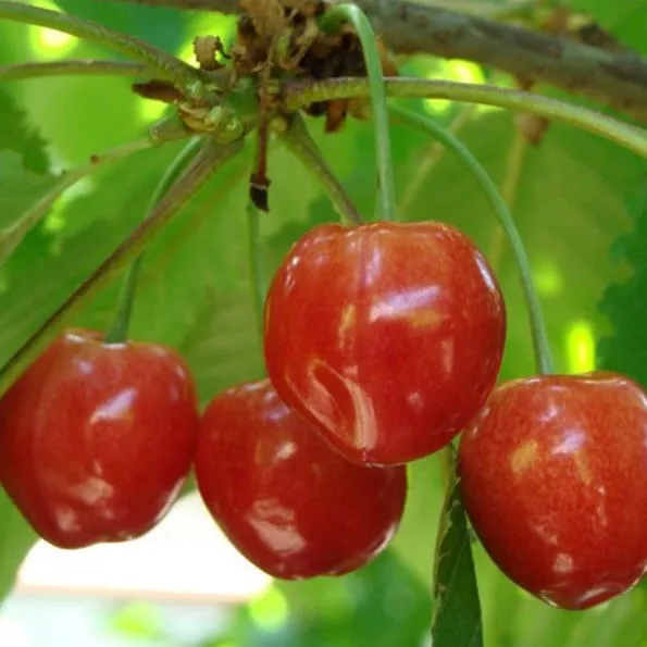 Черешня в сортах v 5-10 