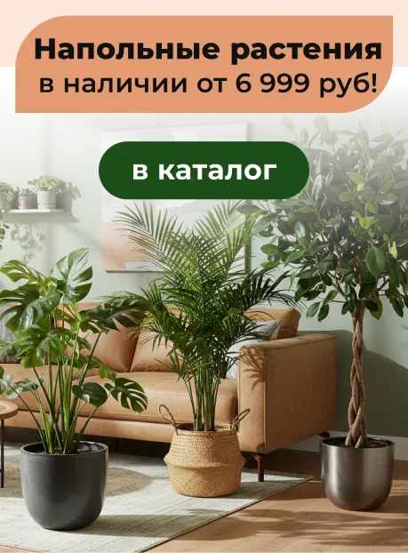 Напольные растения