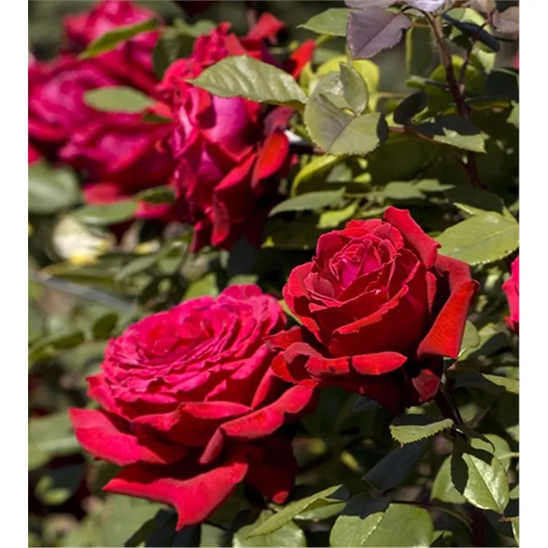 Роза чайно гибридная Ботеро в коробке AV 