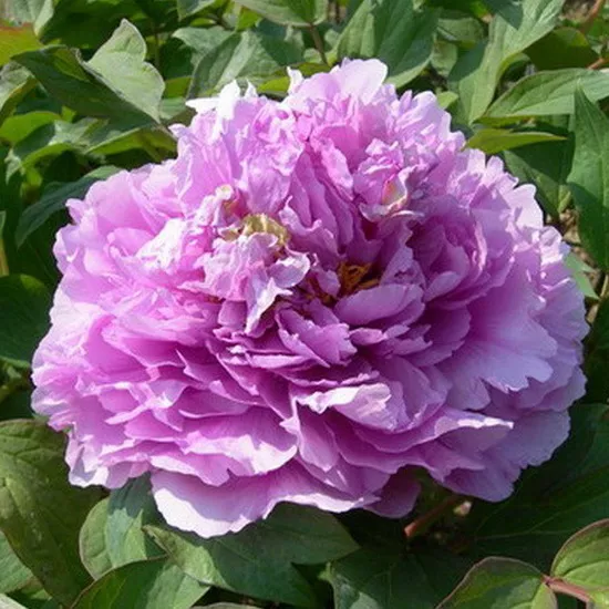 Пион древовидный Прозрачная река 