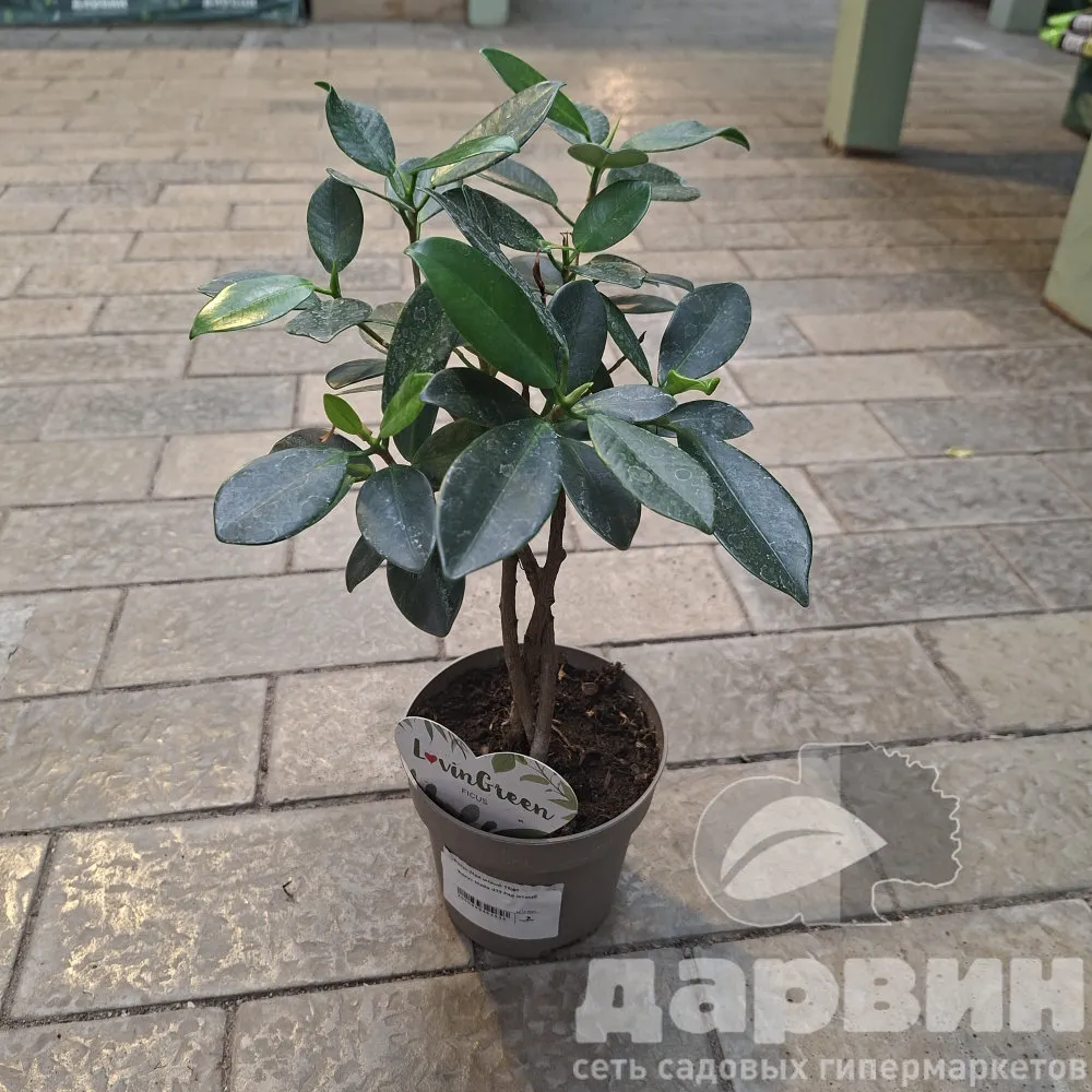 Фикус Майа d12 h40 штамб 