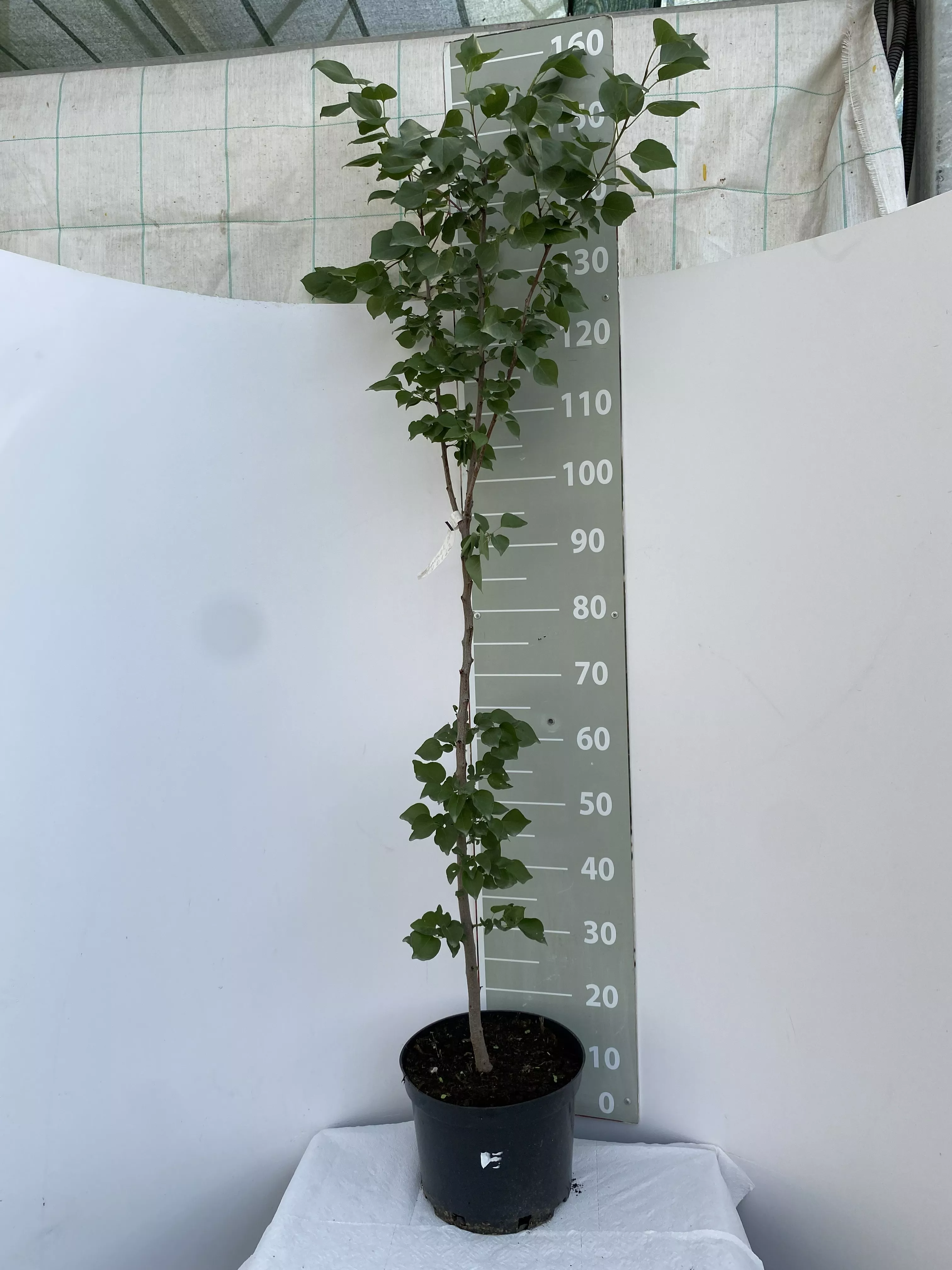 Абрикос Богатырь v5 100-140 Lav 