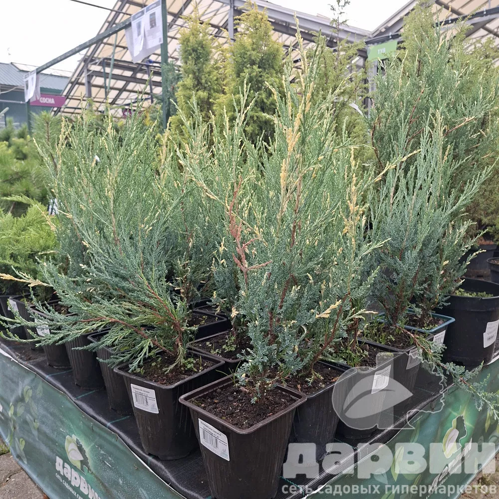Можжевельник скальный Блю Айвори v2 Lav 