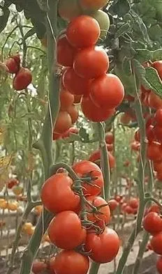 Рассада Томат Алая каравелла d12 ЕТК 