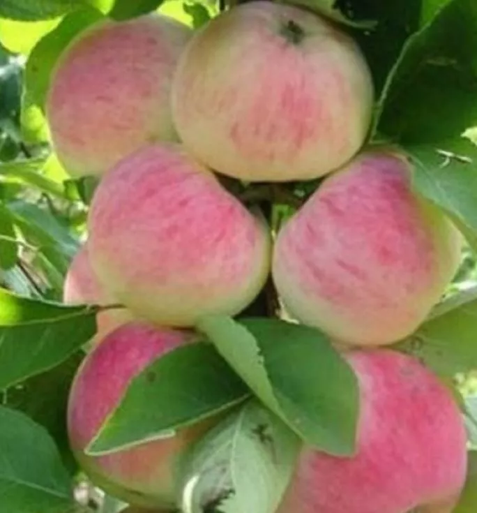 ОсновноеИзображение