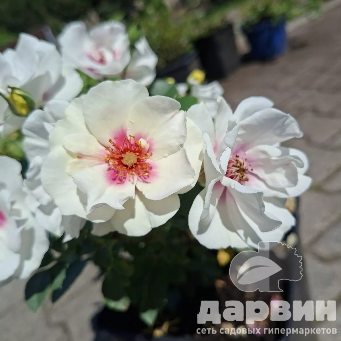 Роза кустовая Булсс Айс v5 Lav 