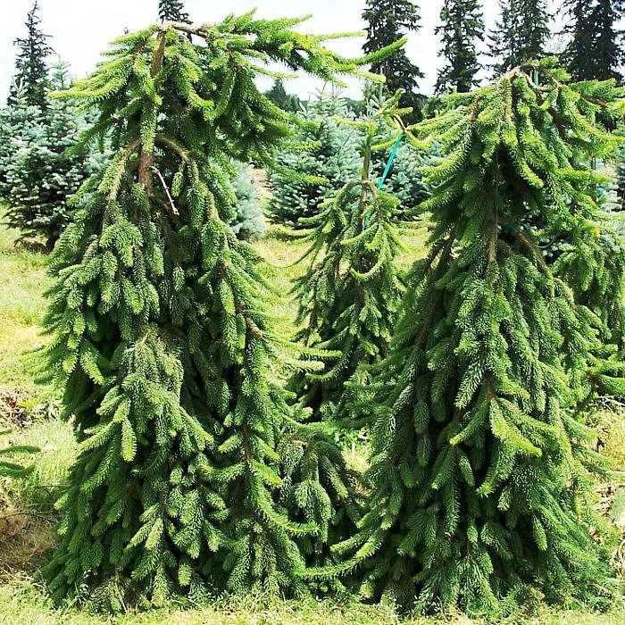 Ель сербская Пендула 200-220/80-100 Sav 