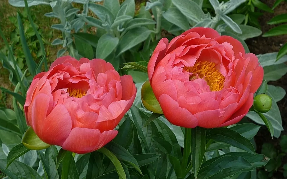 Пион Корал Сансет v5 ЦМ 