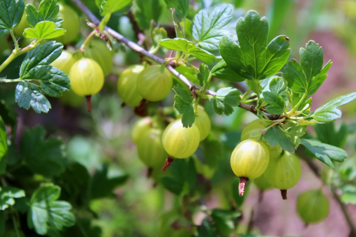 Крыжовник V2 Ег 