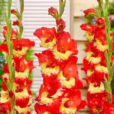 Луковица НВМ Гладиолус Спарклер 12/14 5шт 