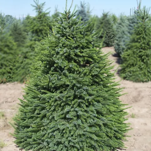 Растение ель сербская Nana C15 30-40 UL 2017 