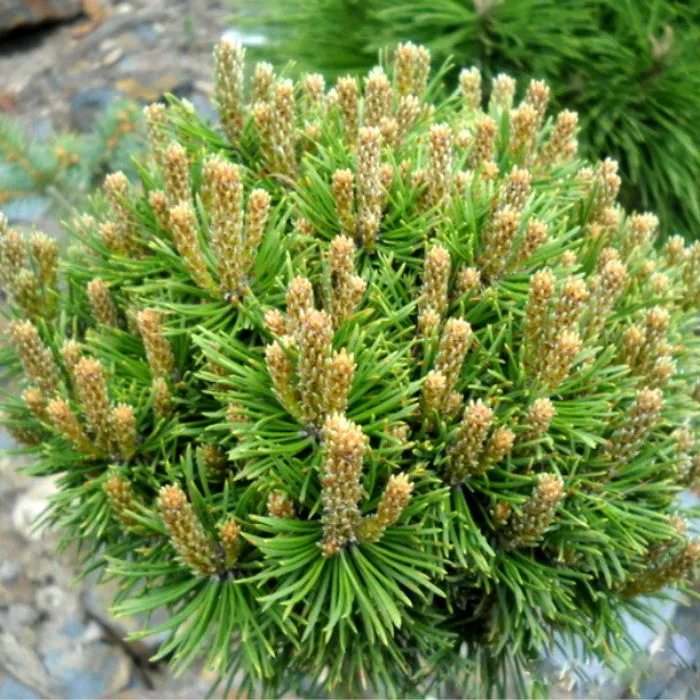 Растение сосна горная Марч 30/35, C11 Ks 