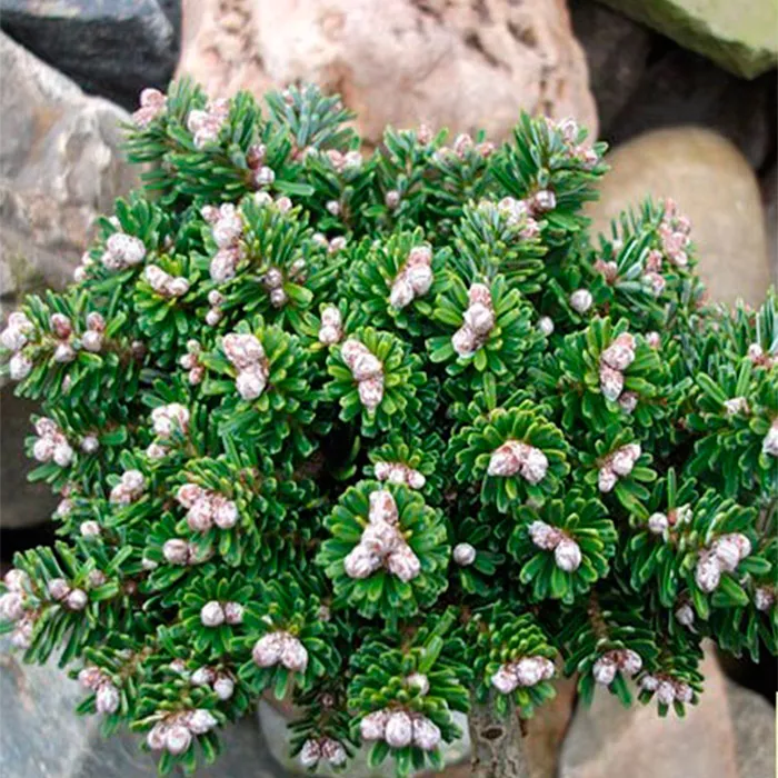 Растение пихта корейская Сильберперл с2-3 2-летка Yos 