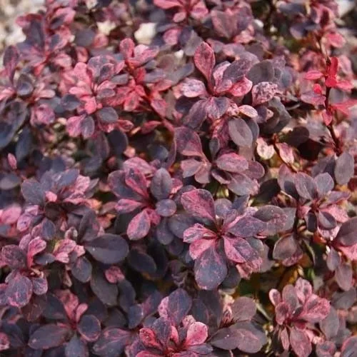 Барбарис тунберга Инспирейшион v15 h30-40 UL 