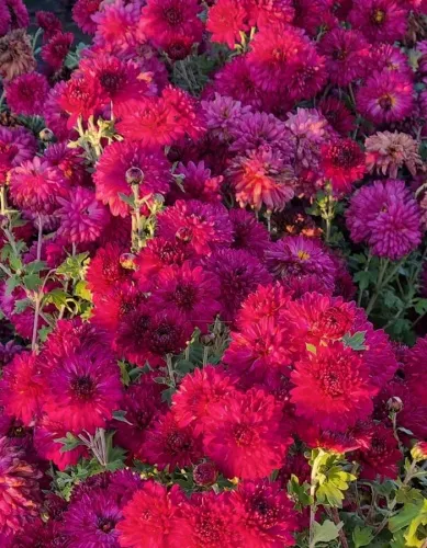 Кореневище Хризантема корейская Виталина 1шт Поиск 