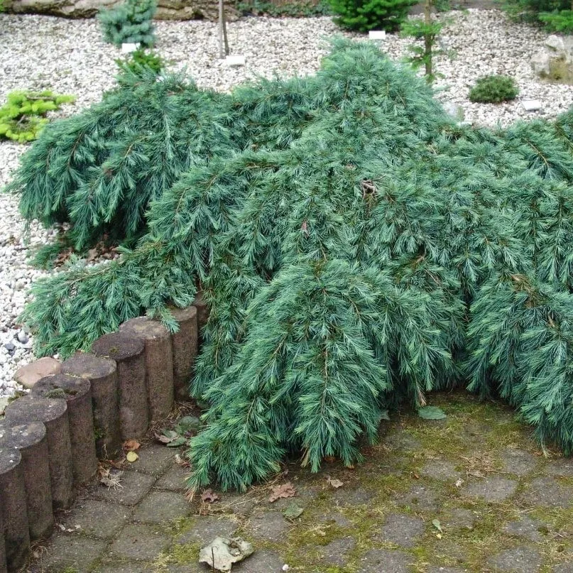 Кедр гималайский Филинг Блю v10 h40-50 Lav 