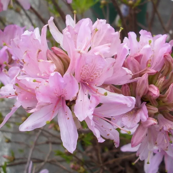 Азалия Вестерн лайт с2 BL 