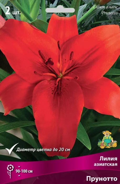 Луковица Лилия азиатская Прунотто 14/16  2шт. Поиск 