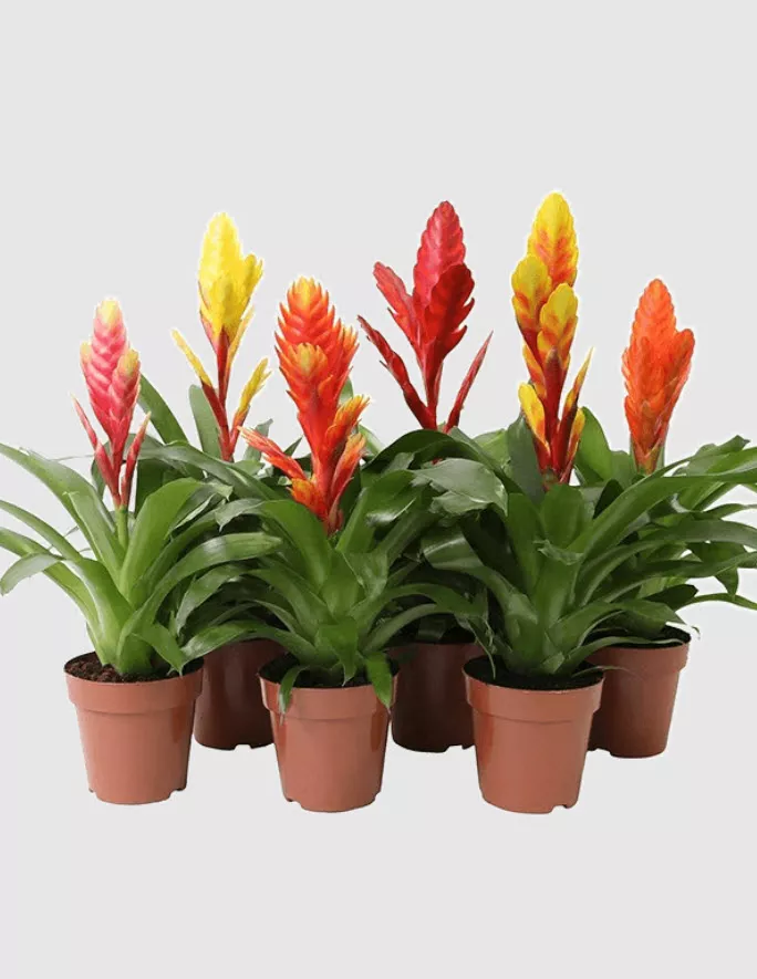 Вриезия микс d9 h25 