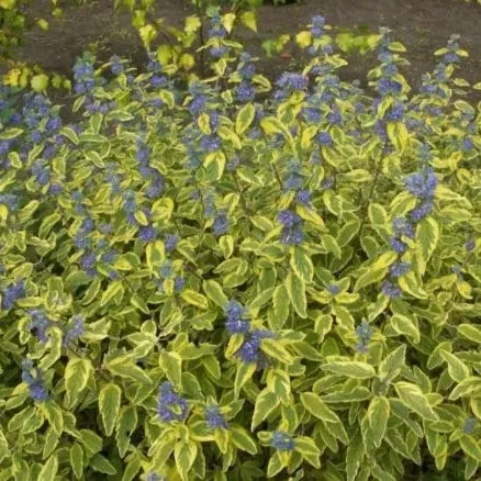 Кариоптерис пестролистный v5 Lav 