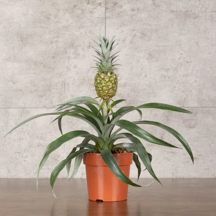 Ананас Розита d12 