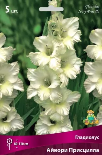 Клубень Гладиолус крупноцветковый Айвори Присцилла 10/12 5шт Поиск 