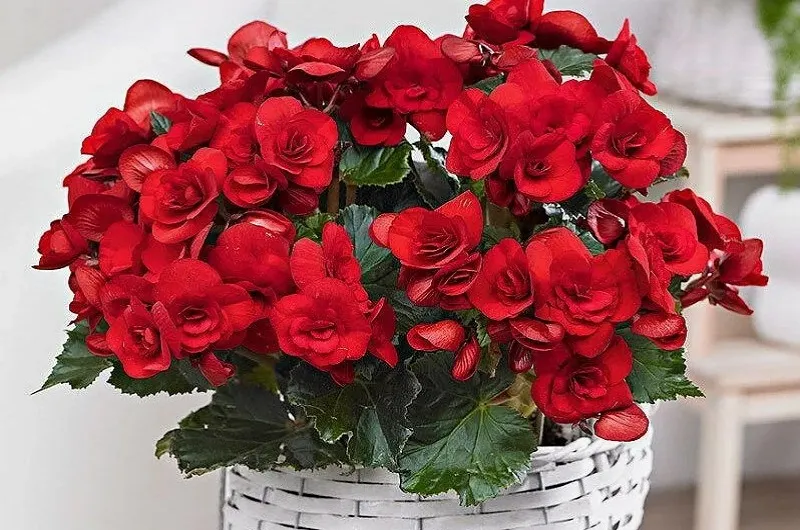 Купите зимние бегонии 