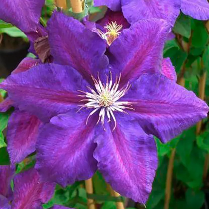 Клематис Юлька v2 Cl 