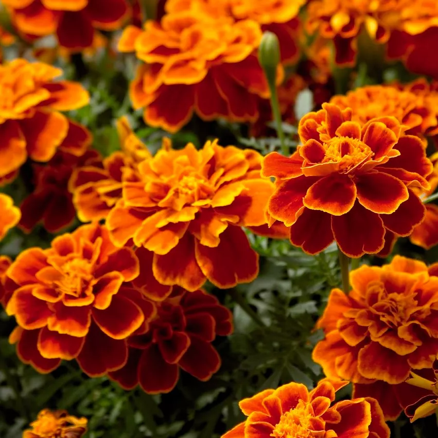 Бархатцы (Тагетес) отклоненные в асс Е10 