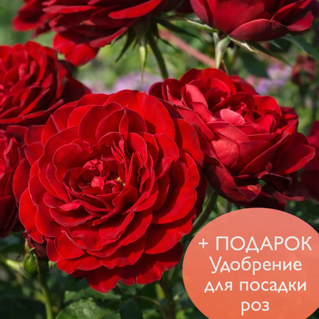 Роза  флорибунда Торнадо в коробке Биосфера 