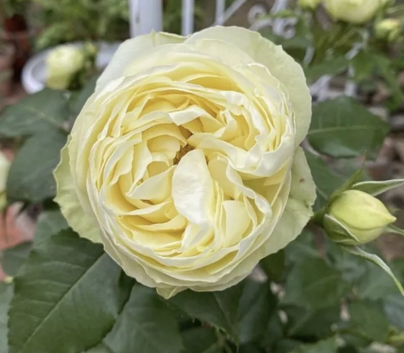 Роза спрей Лемон Пиано v5 Lav 