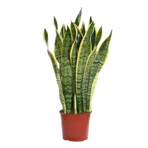 Сансевиерия Лауренти d19 