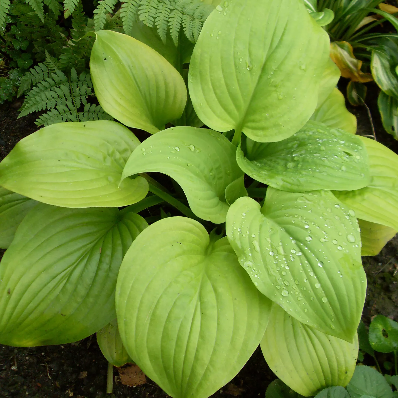 Хоста Тортила Чипс v2 Lav 