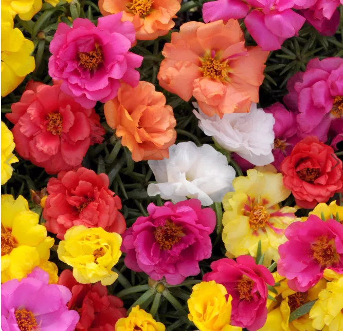 Портулак d9-10 ХР 