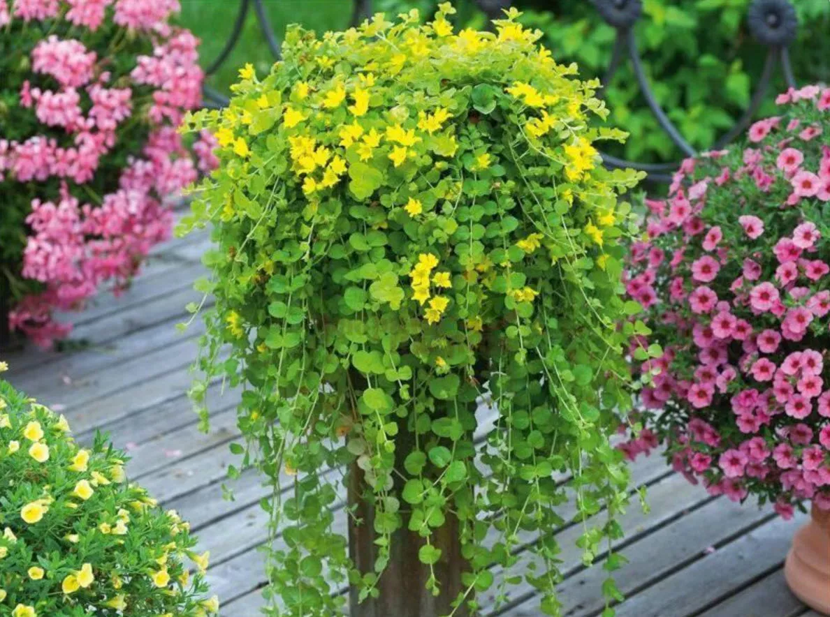 Лизимахия Вербейник Санбест кашпо d23 ХР 