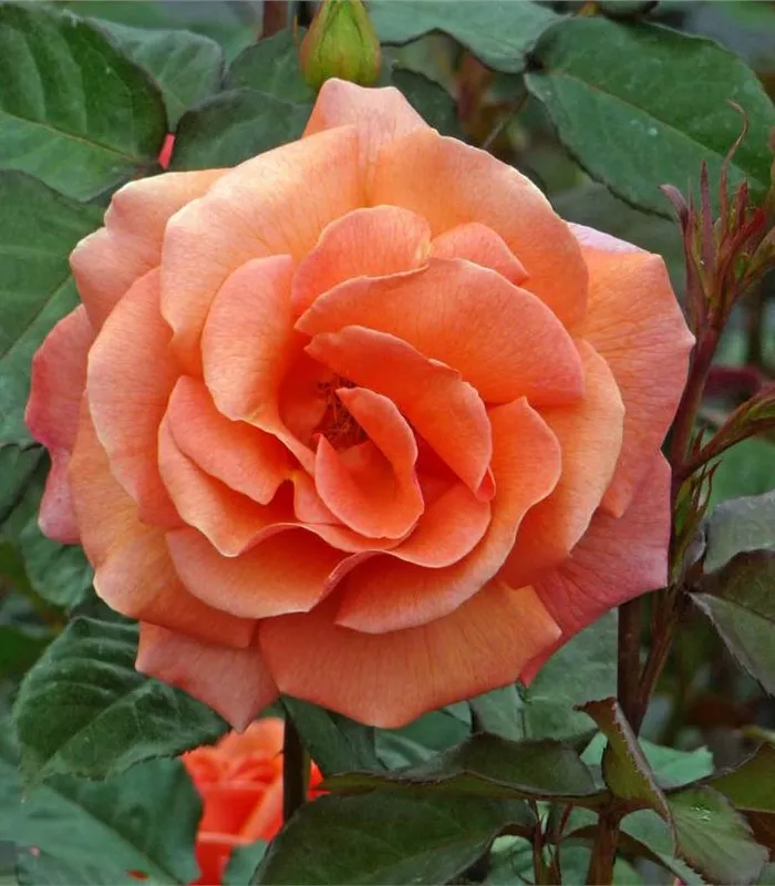 Роза флорибунда Элисон в коробке AV 