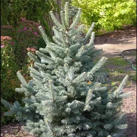 Пихта горная Аргентеа v5 Tim-BL 