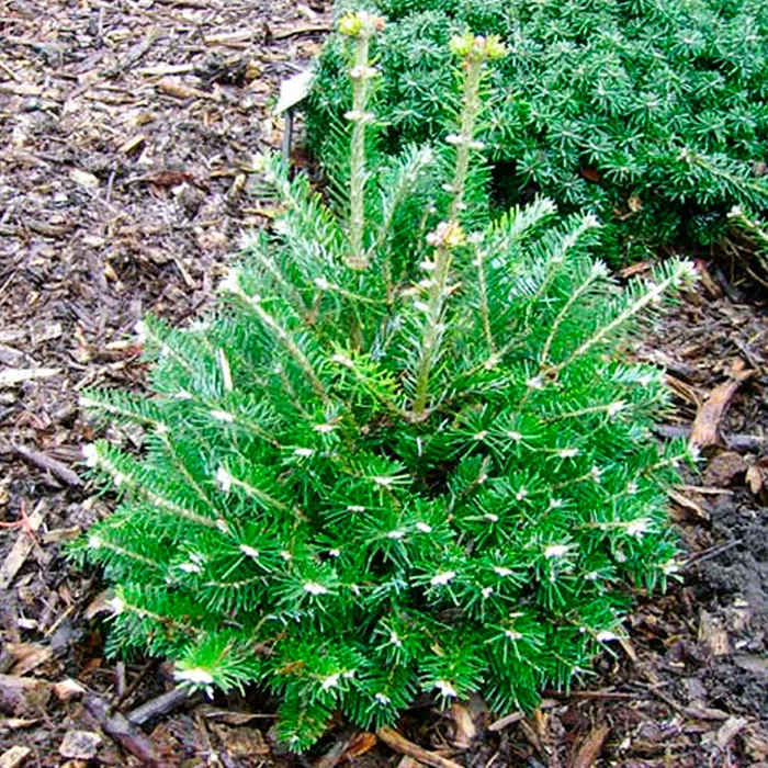 Растение пихта корейская 'Discus'# Co -30 40 