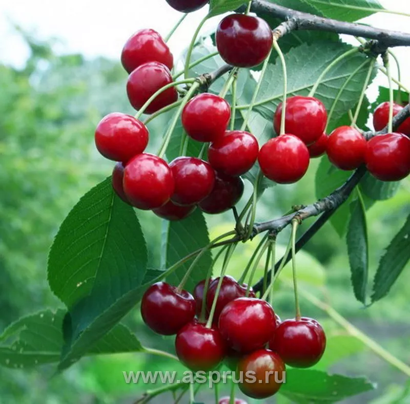 Вишня Молодёжная v5-10 Tim 