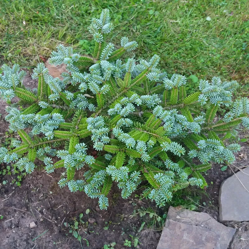 Пихта корейская Блю Эмперор v6,5 40-50 Tw 