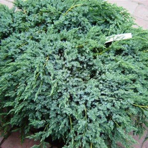 Растение можжевельник горизонтальный Глаука с10 