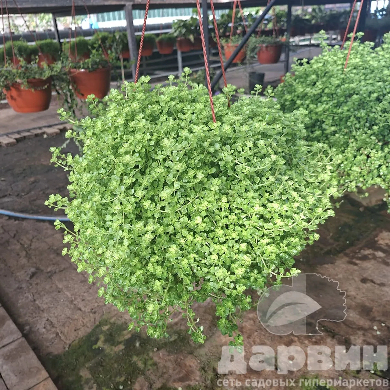 Солейролия в кашпо d23 Tim 