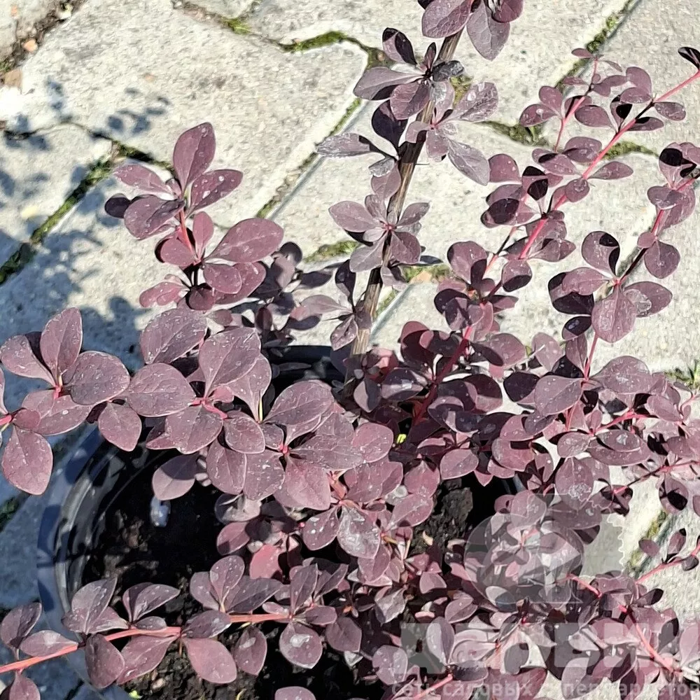 Барбарис оттавский Суперба v5 Lav 