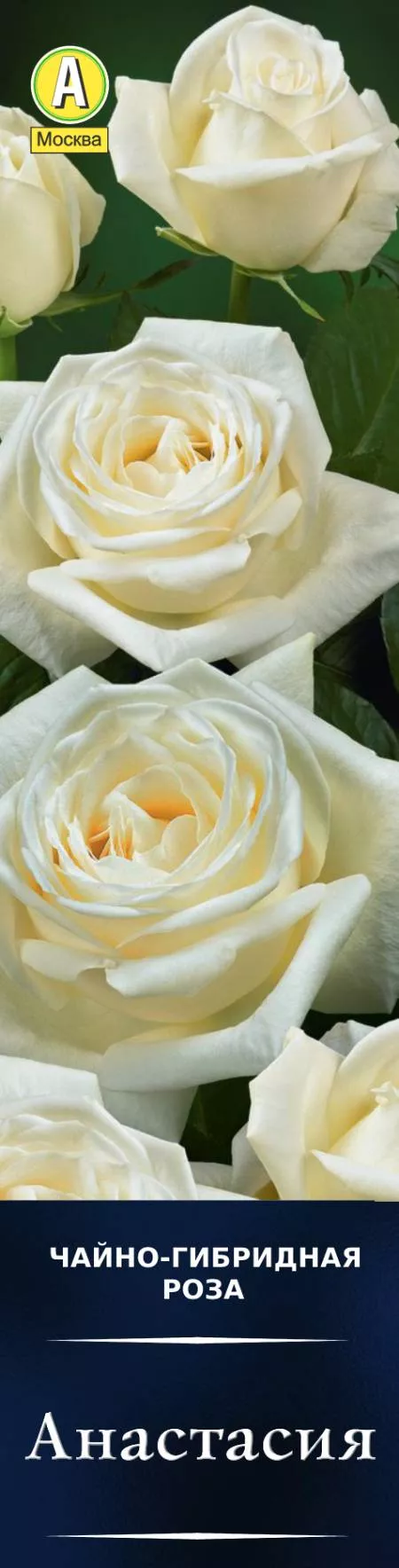 Роза чайно-гибридная Анастасия в коробке Аэлита 