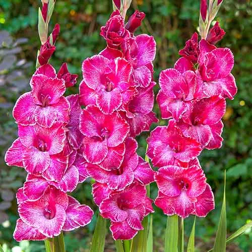 Луковица НВМ Гладиолус Раста Принт 12/14 5шт 