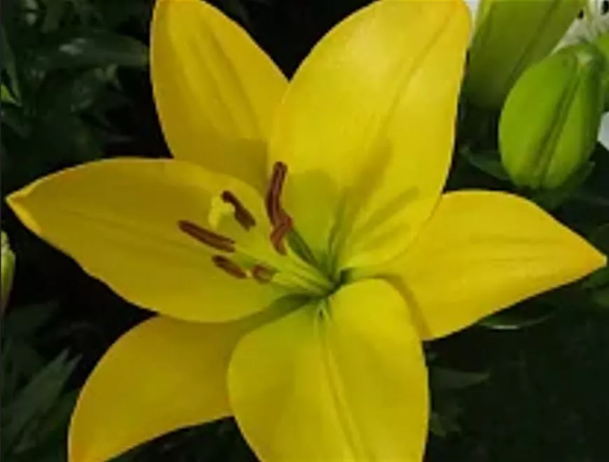 Луковица Лилия Голден Тайкун ЛА-гибрид 12/14 2шт. 