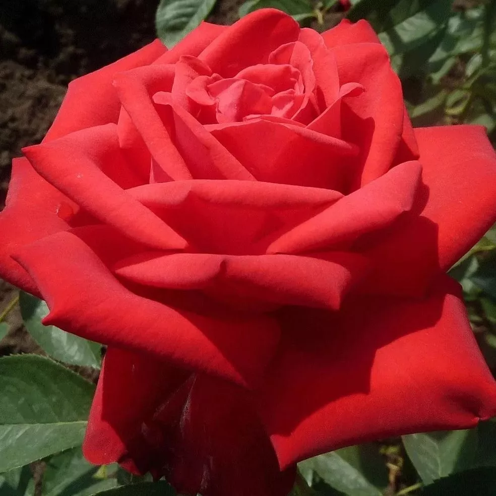 Роза чайно-гибридная Софи Лорен v5 Lav 