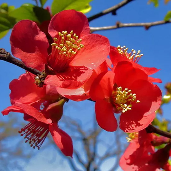 Айва японская Симони с2/20-30 UL 